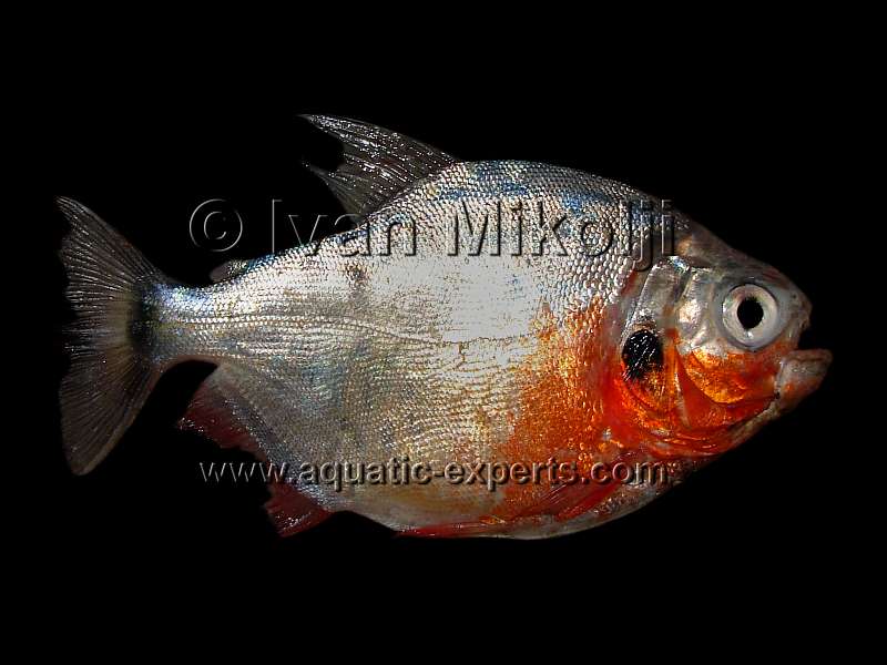 Piaractus brachypomus